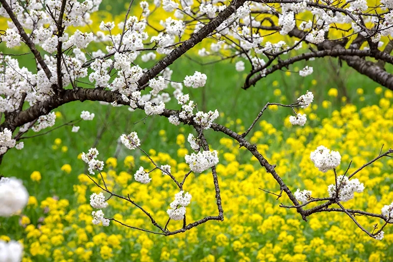 興仁:大山鎮(zhèn)上務(wù)村2000畝櫻桃花開春意濃
