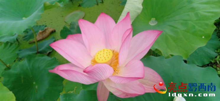 興義烏沙稻蛙基地的荷花開了 荷花池里蛙聲四起魚兒穿梭