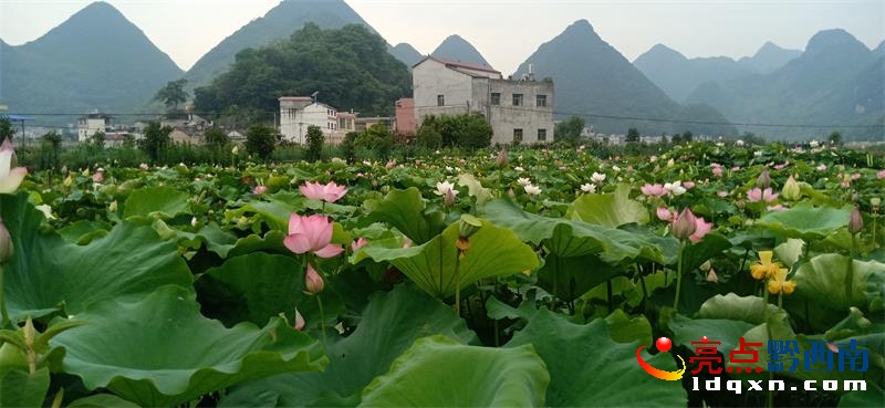 dxОɳ(zhn)׃(xing)Ŀصĺɻ(jng)`