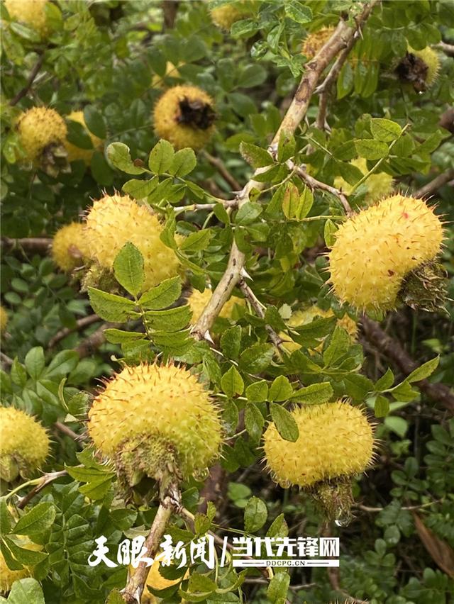 ɽ麣w V|+FݡģʽM|f(xi)