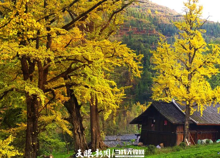 (gu)cL(zhng)գʡοͼ(li)ʡ(ni)οs