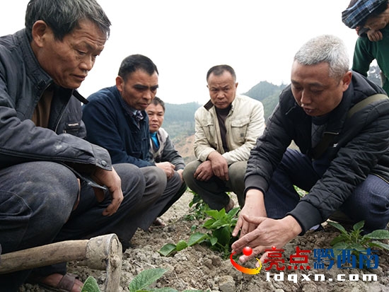 農技干部指導種植馬鈴薯2.jpg